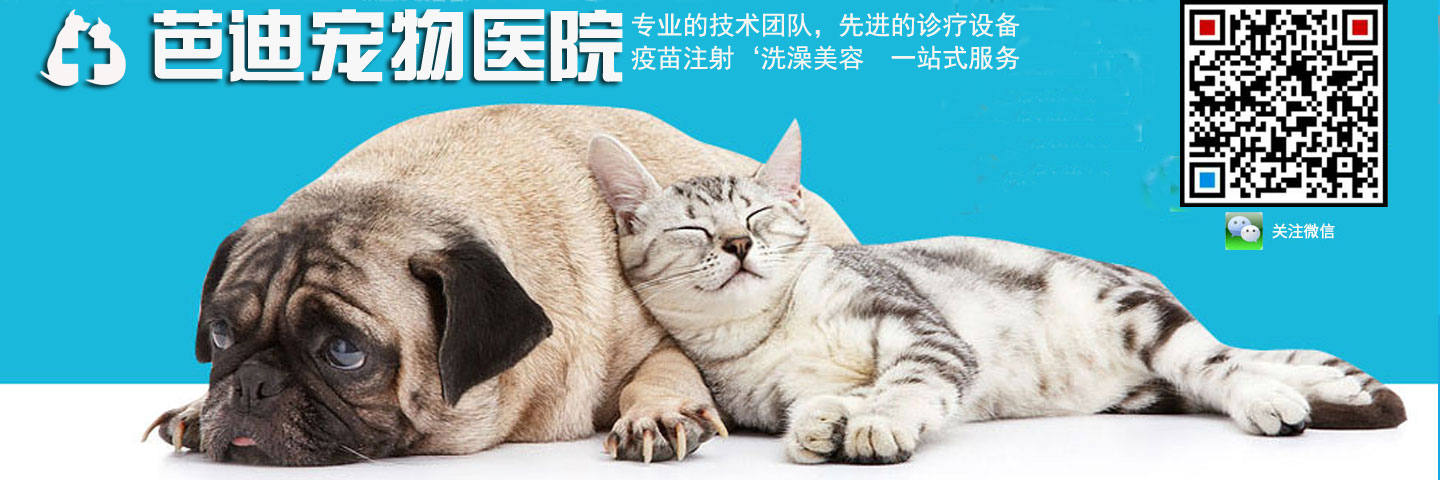 乌兰浩特专业宠物医院芭迪宠物医院分享宠物皮肤病预防