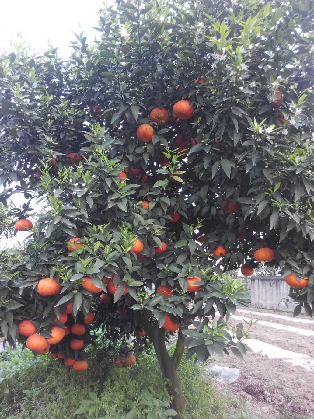 马克斗晚熟柑橘的种植与管理