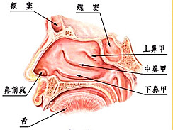 乌鲁木齐新疆一建医院耳鼻喉治疗中心，《打呼噜》打鼾如何治疗最有效