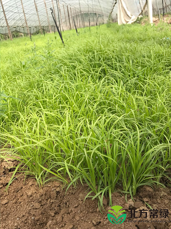 北京青绿苔草基地详析三种自然干燥青绿苔草方法