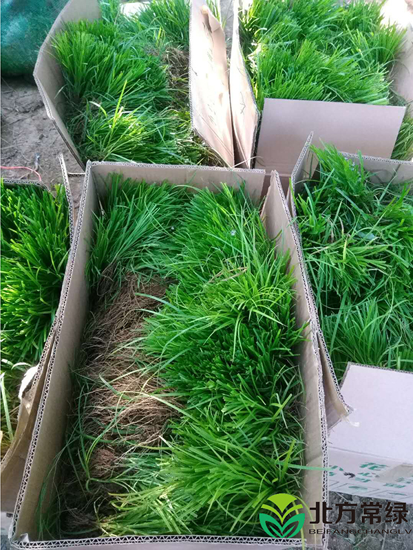 青绿苔草小苗价格大概是多少？