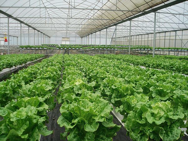 蔬菜种植使用智能连栋温室大棚有哪些优势？