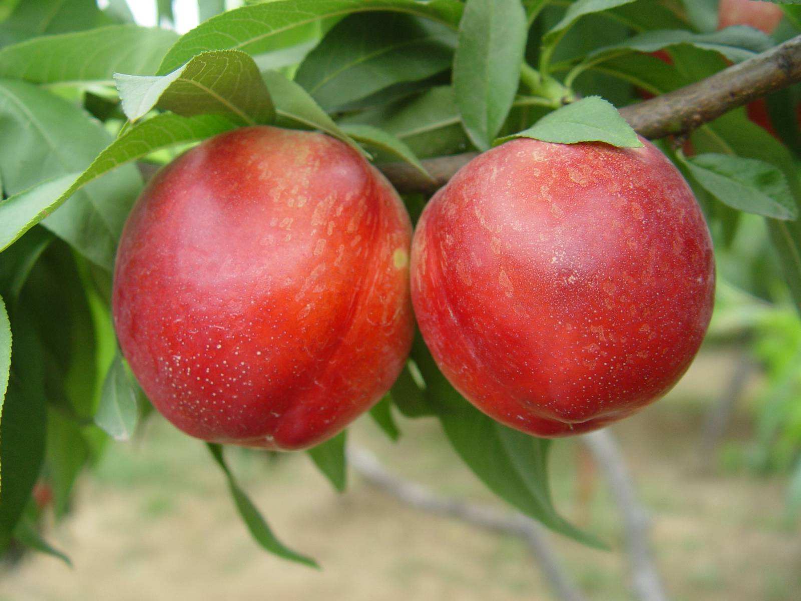 夏季油桃大棚种植管理技术要点分享