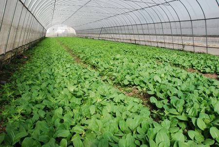 蔬菜温室大棚在育苗前需要进行杀菌消毒