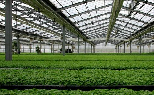 博瀚农业分享温室大棚一般建多大好？