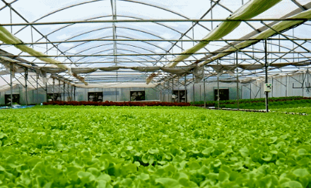 在春季如何处理蔬菜温室大棚的湿度？