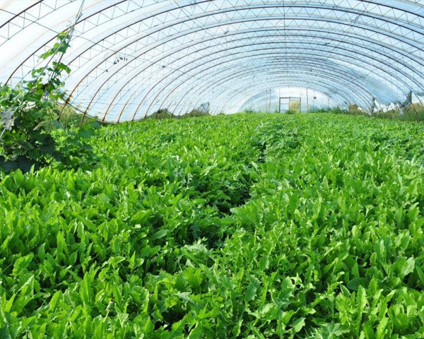 蔬菜温室大棚种植韭菜温度很重要