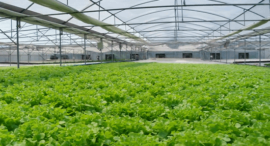 蔬菜温室大棚建设需要注意的三个问题