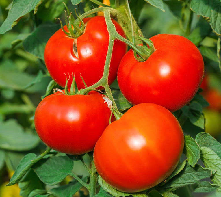西安番茄温室大棚