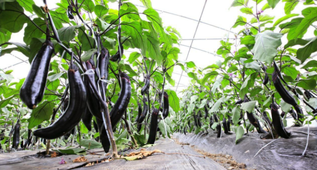 关于冬季蔬菜温室大棚施肥的十个方法