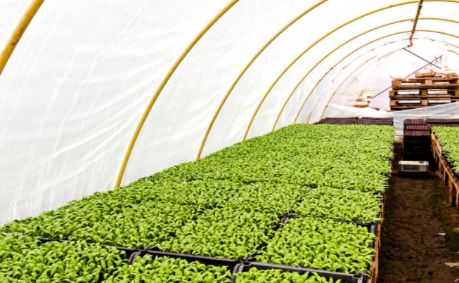 使用蔬菜温室大棚如何育苗？
