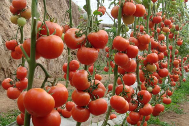 西安温室大棚西红柿种植技术