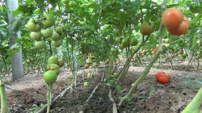 西安温室大棚西红柿种植技术