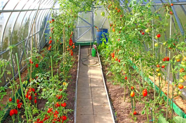 西红柿温室大棚