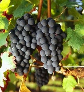 智利进口红酒所用葡萄栽培的历史