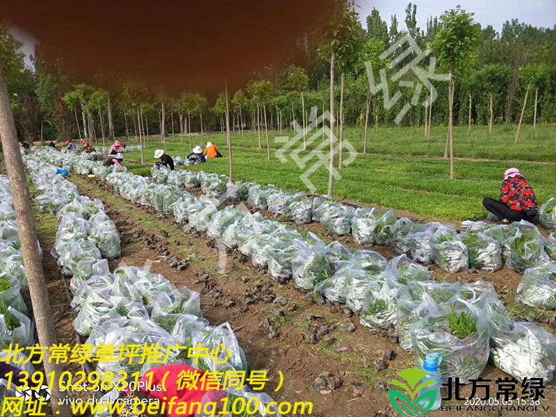 崂峪苔草供应批发基地现场起苗