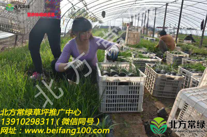 北京苔草供应基地-长期供应崂峪苔草