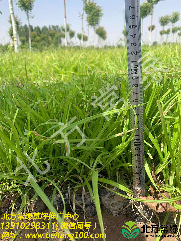 北京崂峪苔草供应批发基地，现场起苗