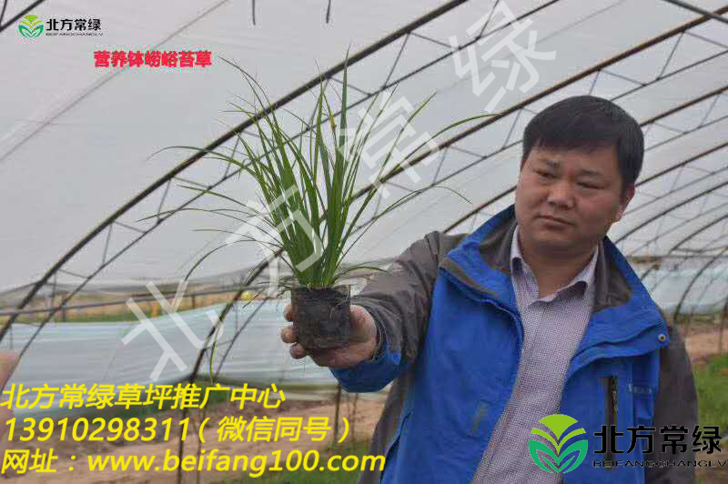 北京崂峪苔草盆栽苗供应——现场起苗