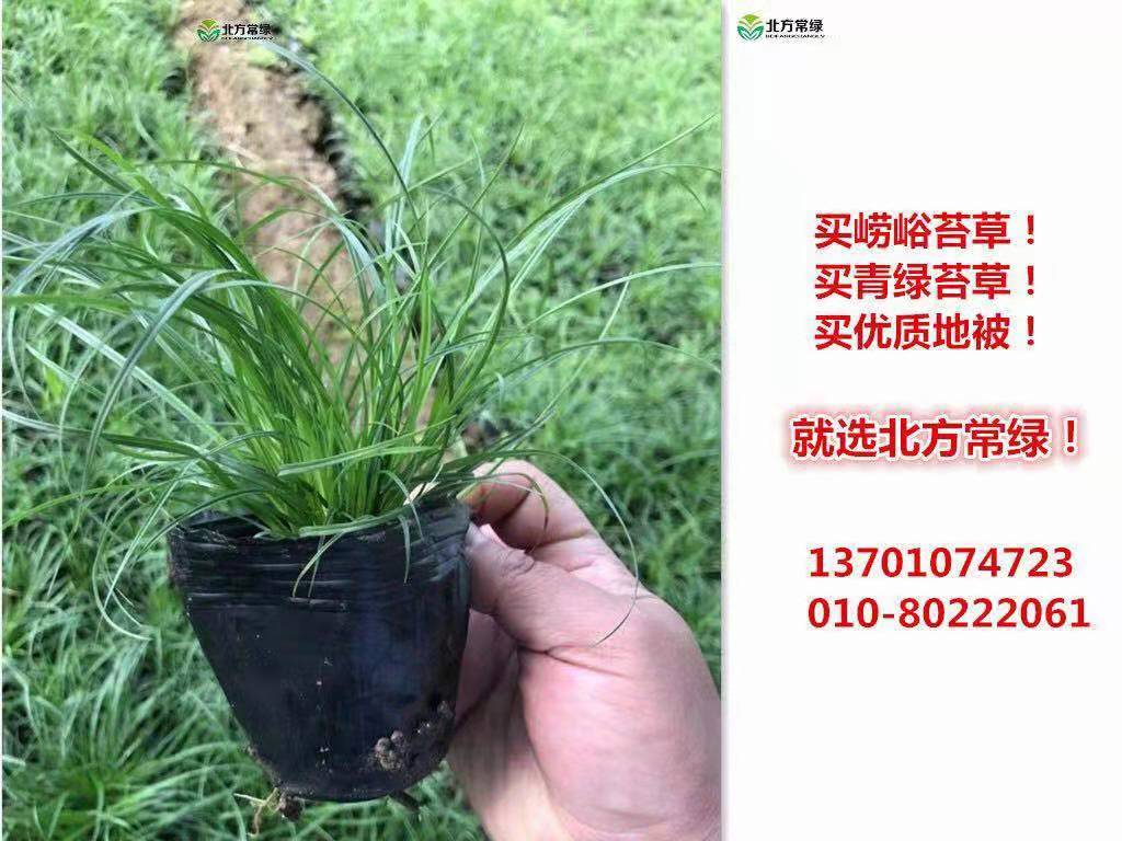 北京崂峪苔草价格一般是多少？