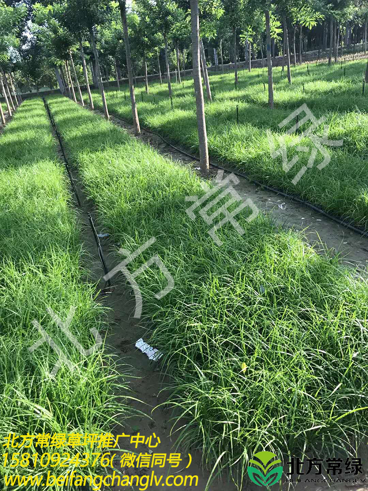 青绿苔草营养钵苗供应商推荐