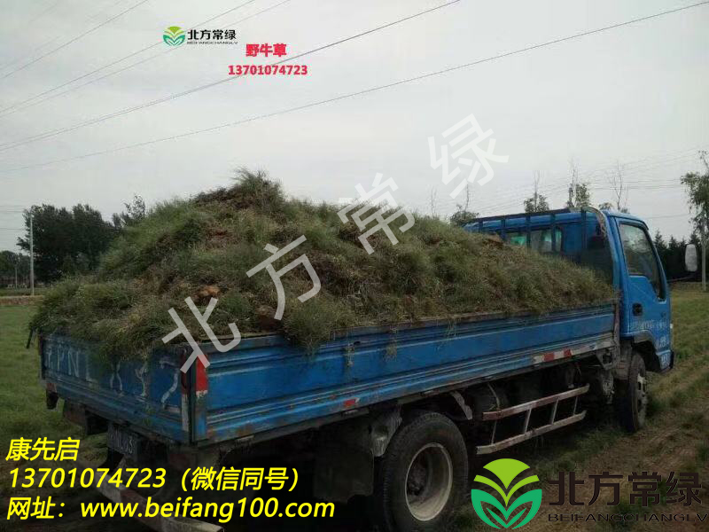 北京野牛草种植有哪些优势？