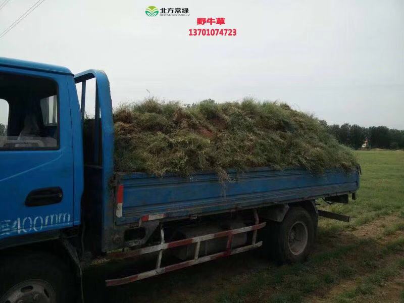 北京野牛草有哪些作用？