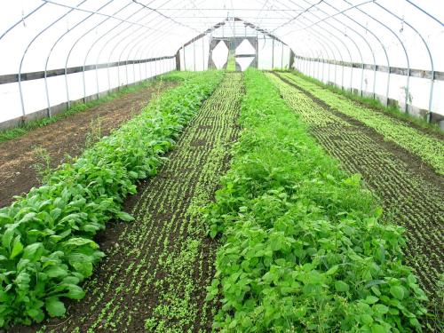 浅谈蔬菜温室大棚的大棚建设想要提高种植采光率的方法有哪些