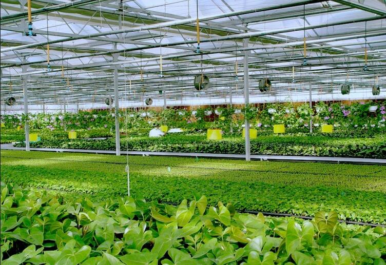 使用智能温室大棚种植的优势有哪些—山东玻璃温室大棚生产厂家