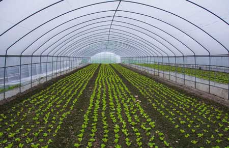 智能温室大棚成为新农业温室发展主流的优势以及意义在哪里