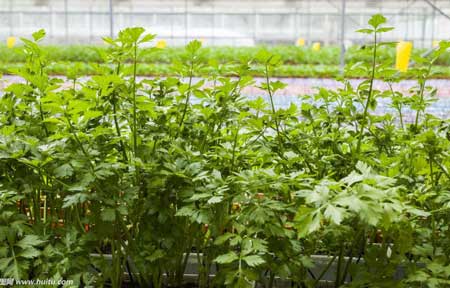  分享温室大棚在植物生长的阶段影响以及大棚建设的农业生产力发展很快的原因