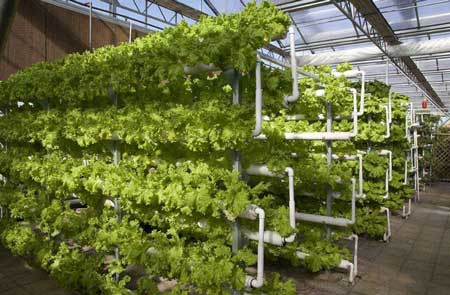 关于蔬菜温室大棚在遇到低温冷害时要做出的保温预防措施有哪些方法