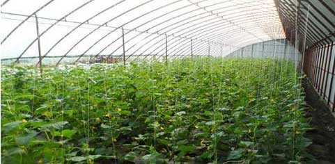 日喀则地区蔬菜温室大棚
