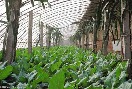 玉林蔬菜温室大棚