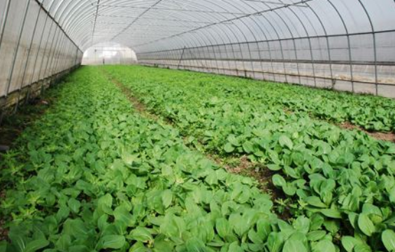 博瀚农业分享温室大棚管理的六要素