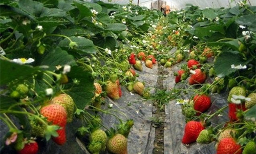 在温室大棚种植反季节草莓的注意事项