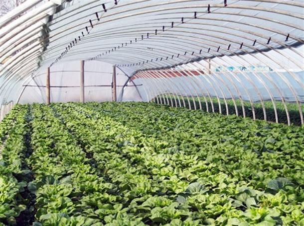 蔬菜温室大棚覆盖膜的补修方法