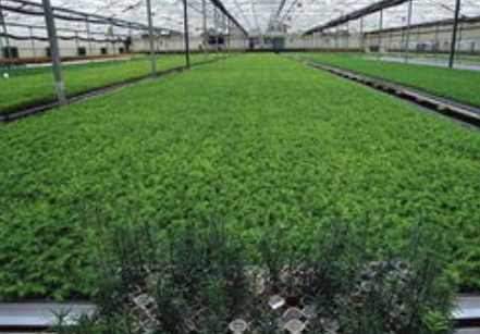 蔬菜温室大棚种植