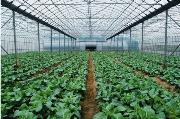 智能玻璃温室大棚为何在农业广泛应用？