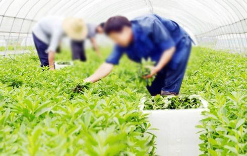 甘肃新型温室大棚种植野菜的前景分析
