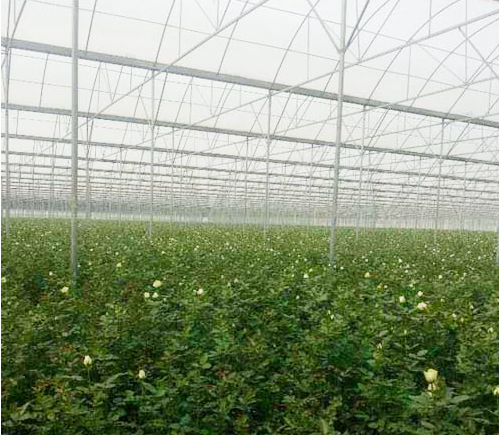 如何建设甘肃温室大棚的使得提升种植的质量?
