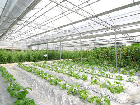 蔬菜温室大棚建造