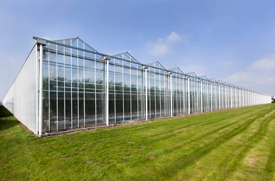 玻璃温室大棚就是用来种植反季的果蔬