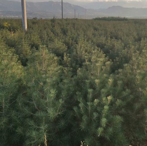 蓝田白皮松的在夏天进行管理的办法