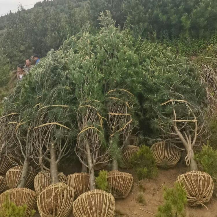 陕西钰尚苗木种植基地:秋季白皮松的苗木养护的要求