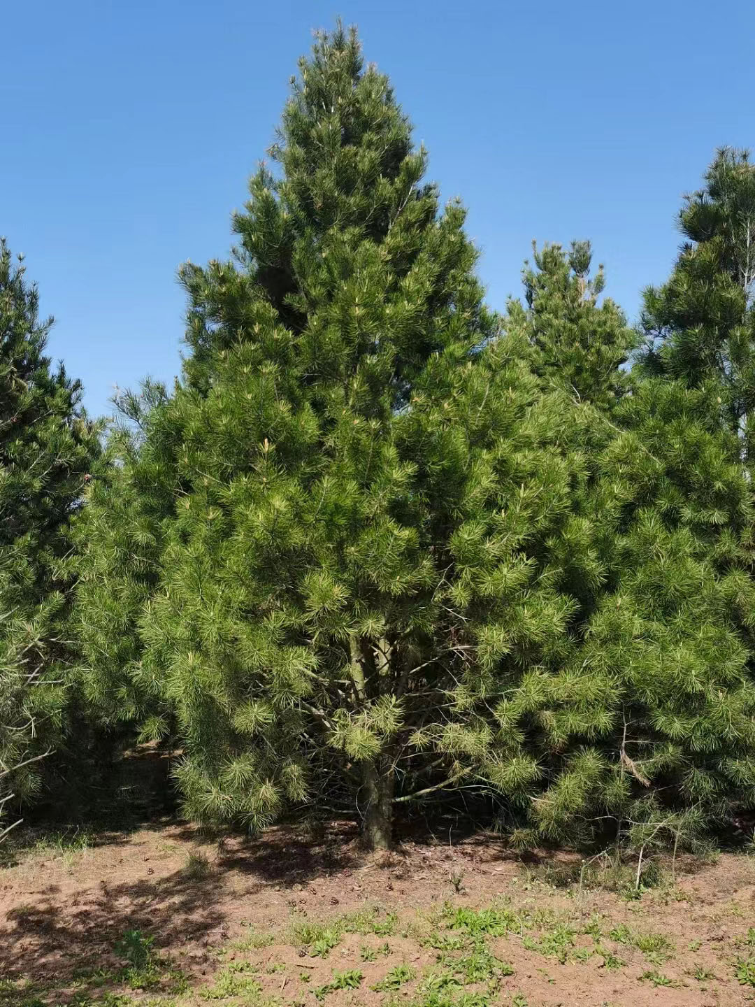 白皮松苗木对环境保护的优势有哪些？
