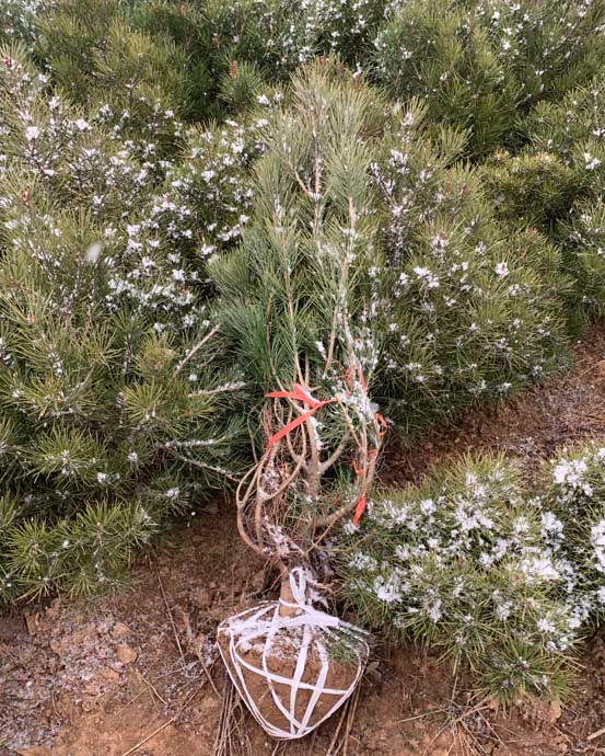 白皮松苗木在冬季的移植技巧