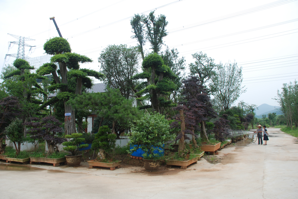 苏州采香泾花木市场引进多种花木品种