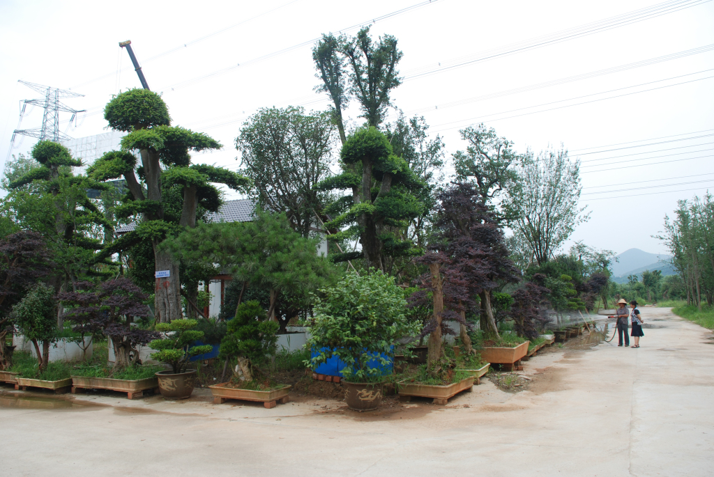 发布于  3年前 苏州采香泾花木市场再次扩大市场规模,引进多种苗木