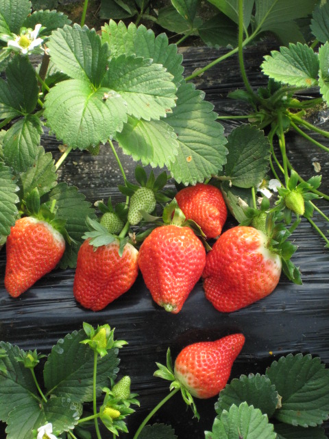丹东草莓苗讲解草莓栽培特点